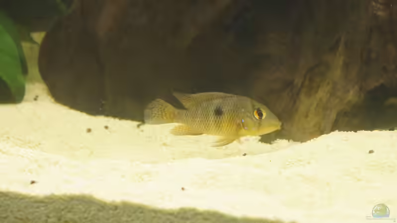 10 von Birkenzeisig (15)