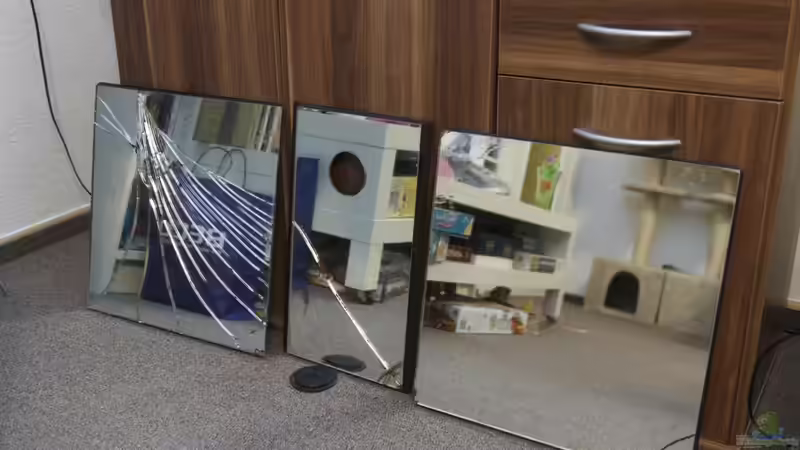 100% verglaste Abdeckung, da sieht man dass das Becken aus 2ter Hand ist von Pflanzennarr (5)