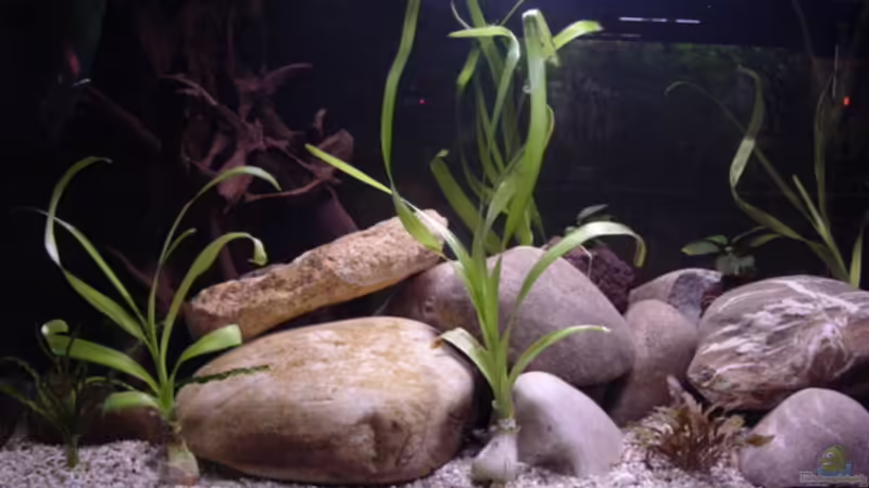 Aquarien mit Luftheber