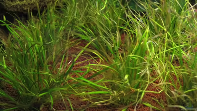 10x Echinodorus tenellus von Jogi (20)