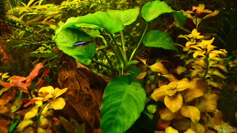 11. Breitblättriges Sperrblatt von Daniela (16)