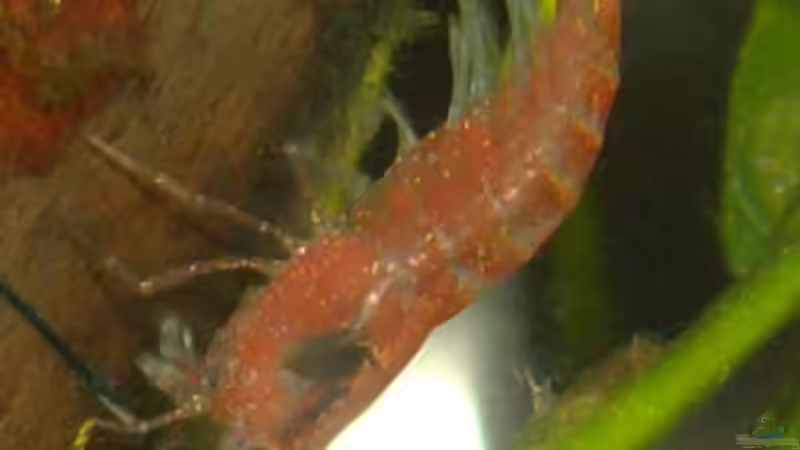 11. Januar 2013 - Die Garnelen verlieren langsam die Schreckfärbung von DasJin (10)