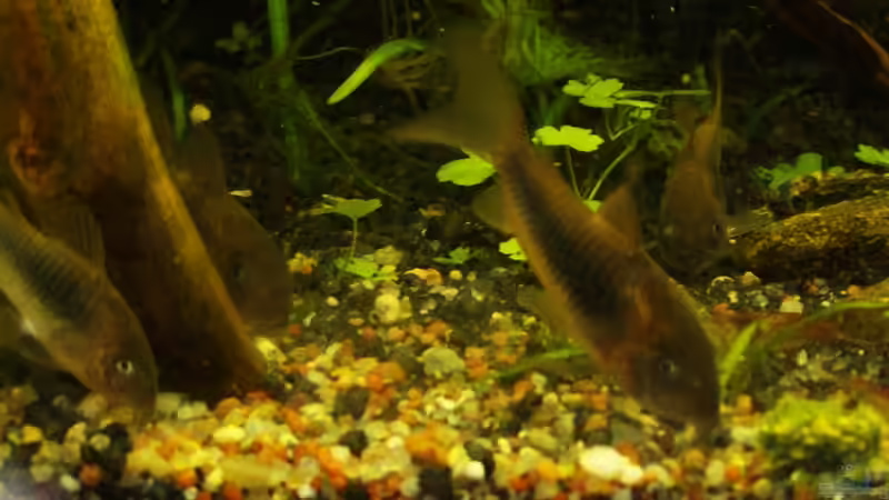 11. Januar 2013 - Fütterungszeit! Da wird immer mächtig was aufgewirbelt ;) von DasJin (12)