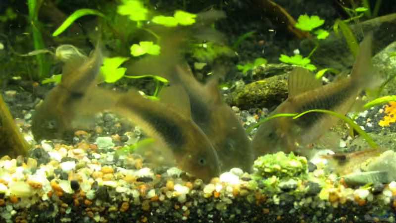 11. Januar 2013 - Ganz links ist der Panzerwels mit der missgebildeten Scnauze. Ich von DasJin (9)