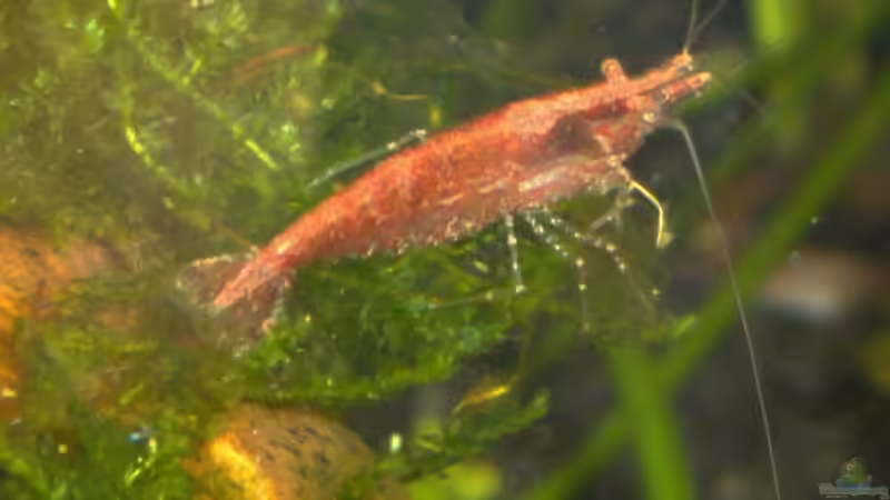 11. Januar 2013 von DasJin (11)