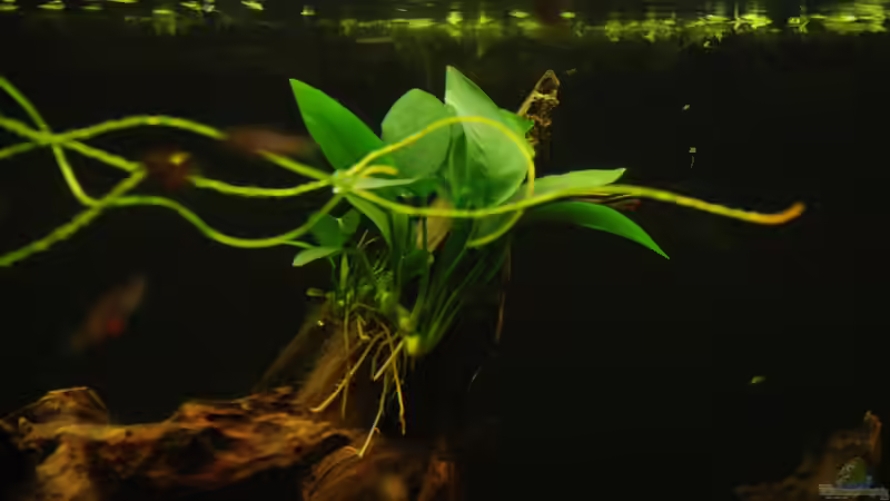 11.01.14 ~ Anubias barteri var. ´nana´ von Quyrill (20)