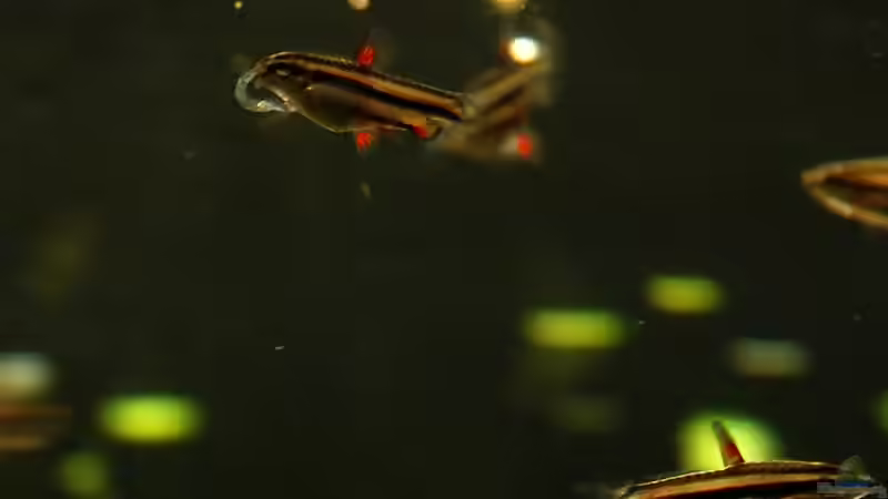 Aquarien mit Nannostomus marginatus (Zwergziersalmler)