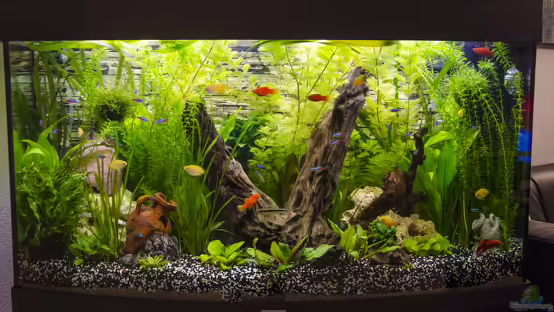 11.01.2013 - grosse Pflanzen.... von Desperado (1)