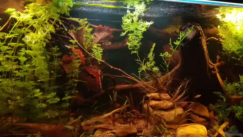 11.01.2018 von der Theoretiker (6)