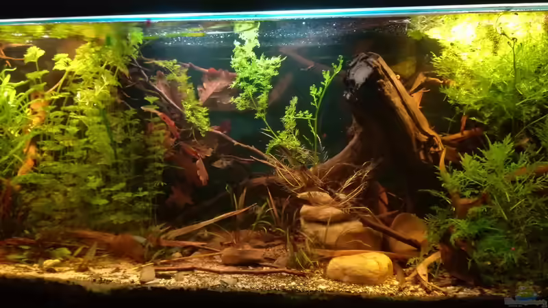 11.01.2018 von der Theoretiker (7)