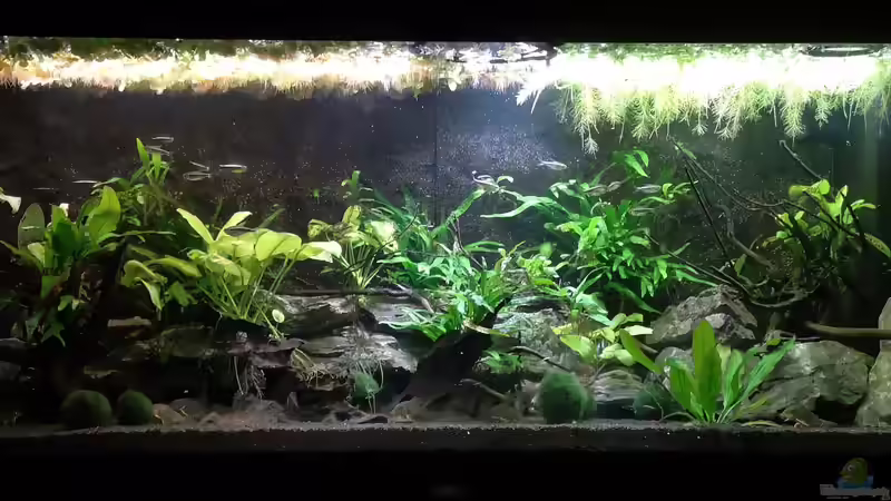 11.01.2025  Der Sollstand ist erreicht. Die Pflanzen werde ab jetzt nur noch eingekürzt bzw. entnommen von Mark H. (17)