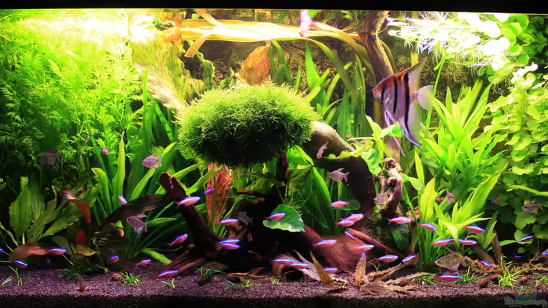 11.02.14 von semimarinus (14)