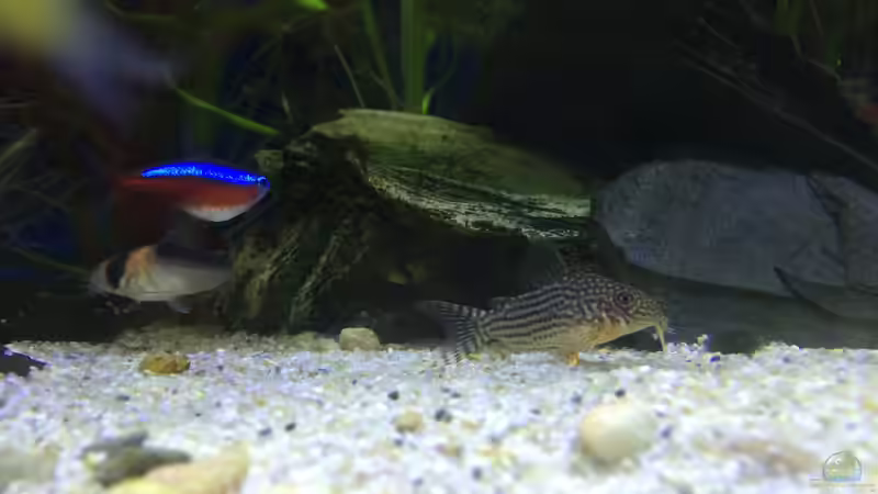 11.02.16 von .Andreas. (128)