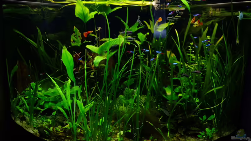 11.02.2013 von TDG (4)