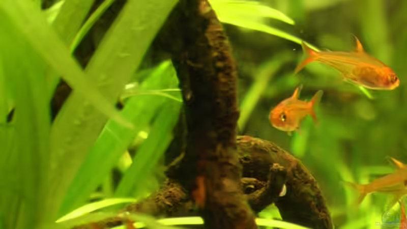 11.03.2006  von Tilo Schmiedl (17)