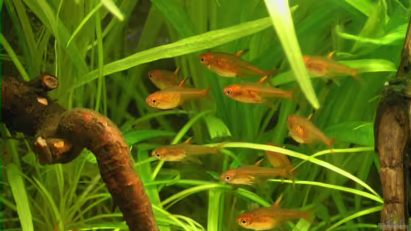 11.03.2006  von Tilo Schmiedl (29)