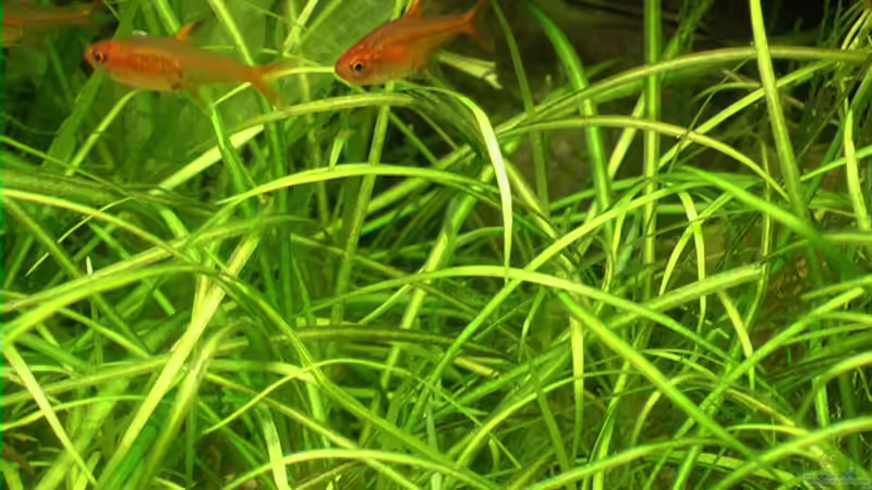 11.03.2006 Echinodorus tenellus (E230)  von Tilo Schmiedl (9)