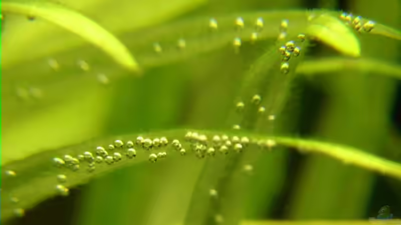 11.03.2006 Sauerstoffentwicklung an Echinodorus grisebachii von Tilo Schmiedl (12)