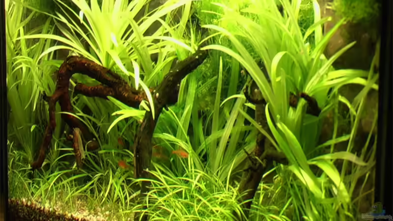 11.03.2006 von schräg rechts von Tilo Schmiedl (5)