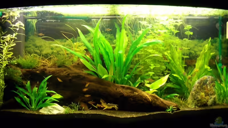 11.03.2009 von Welslau (4)