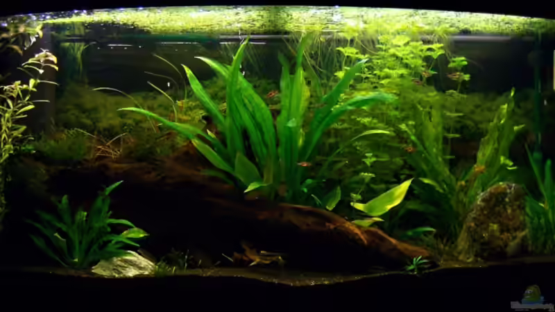 11.03.2009 von Welslau (5)