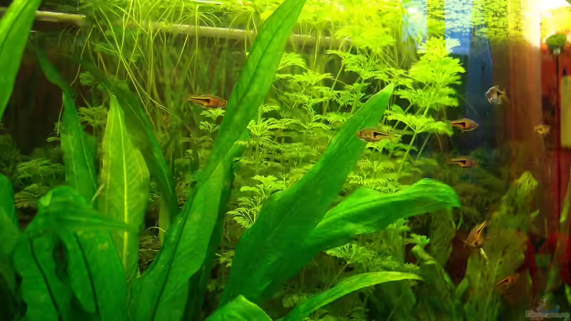 11.03.2009 von Welslau (6)