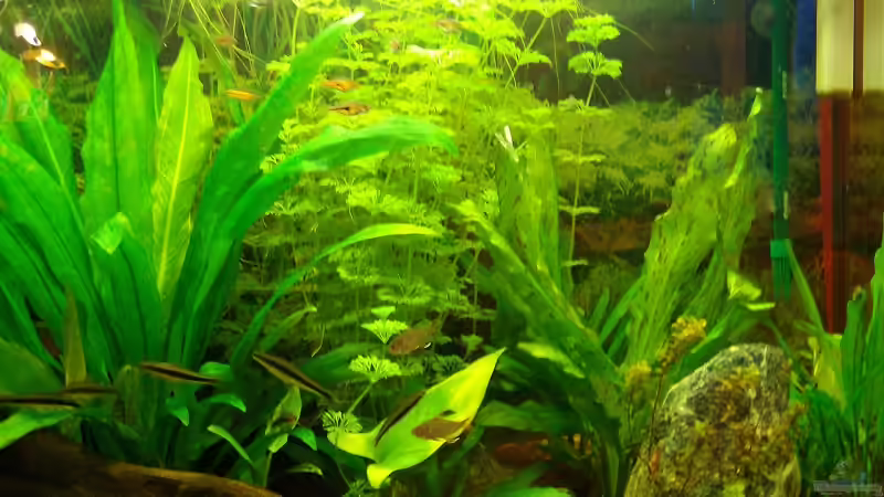 11.03.2009 von Welslau (7)