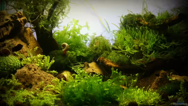 11.03.2012 von SouthAmerica (10)