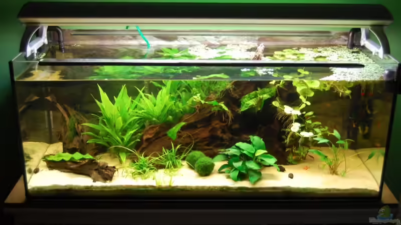 11.06.09 von Danubia (4)