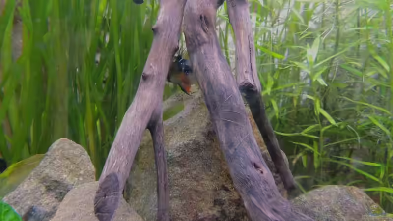 11.06.15 Bewachung des ersten Geleges von Sambia (66)