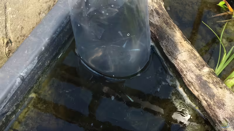 11.06.2021 bei der Eingewöhnung von herkla (26)