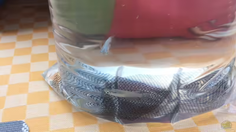 11.06.2021 die neuen Bewohner Oryzias lapites ´metallic´ von herkla (24)