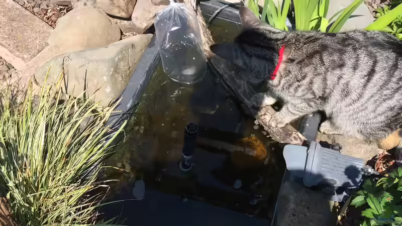 11.06.2021 die neuen Bewohner werden begrüßt von herkla (27)