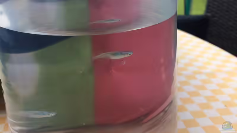 11.06.2021 nochmal von herkla (25)