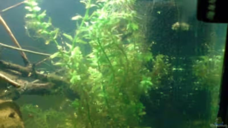 11.07.09 von timme (24)