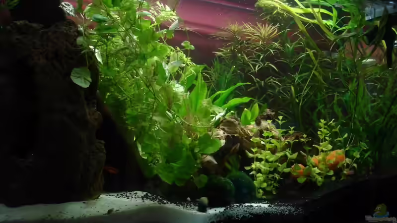 11.07.2008 links von iptila (4)