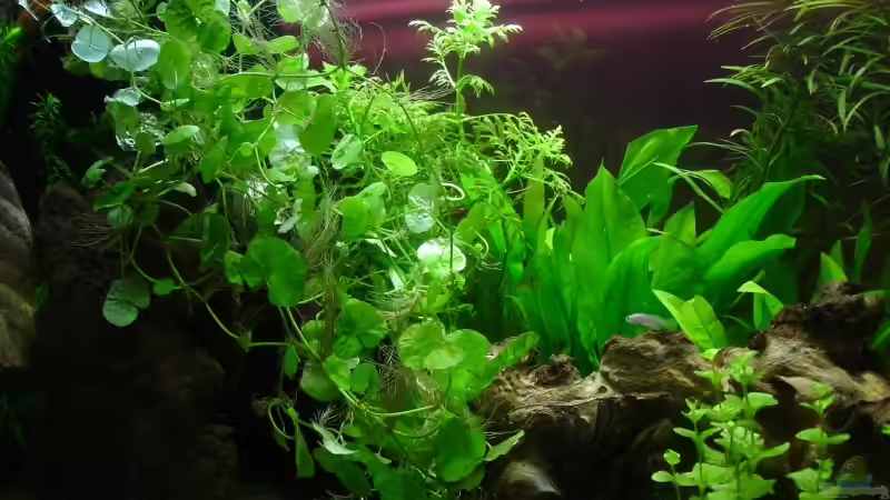 11.07.2008 rechts von iptila (3)