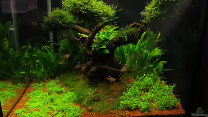 11.07.2011 von Wischi (3)