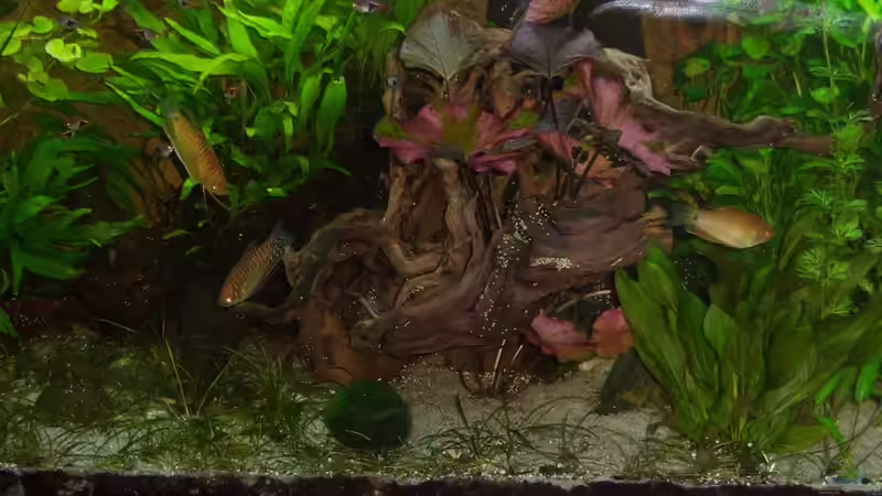 11.07.2015Aquarium Hauptansicht von Zen