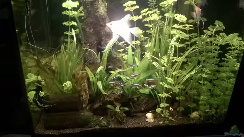 11.07.2016  Angriff... von juweler4567 (6)