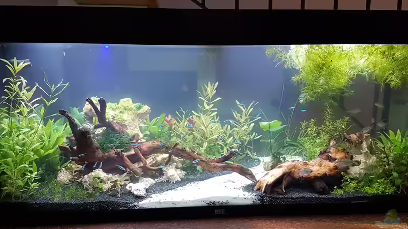 11.07.2020 von Rinchen84 (11)