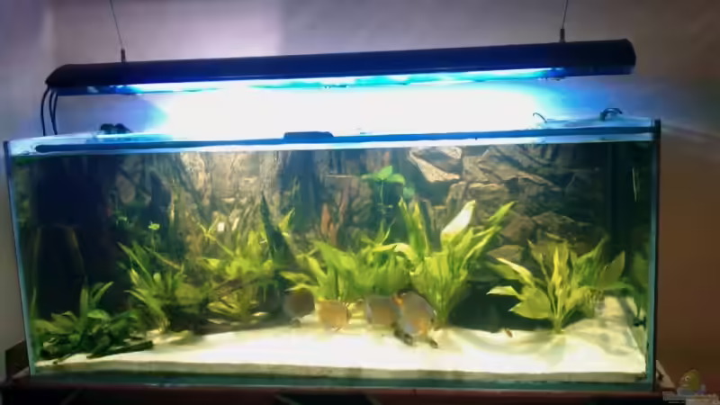 11.08. von Solitary (2)