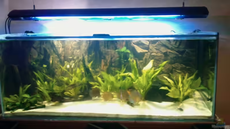 11.08. von Solitary (3)