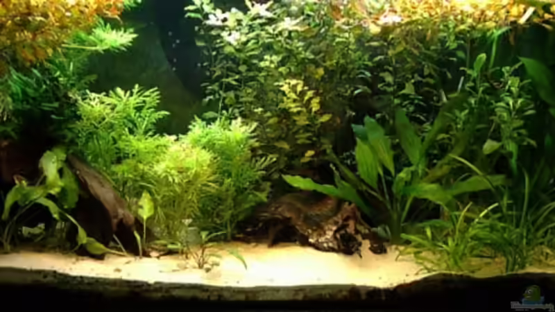 11-08-09 von Mario74 (6)