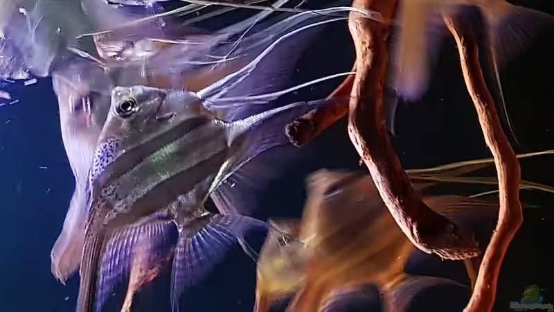 11.08.18 von Dani B (19)