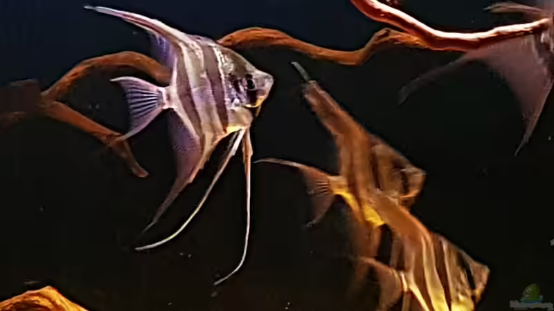 11.08.18 von Dani B (20)