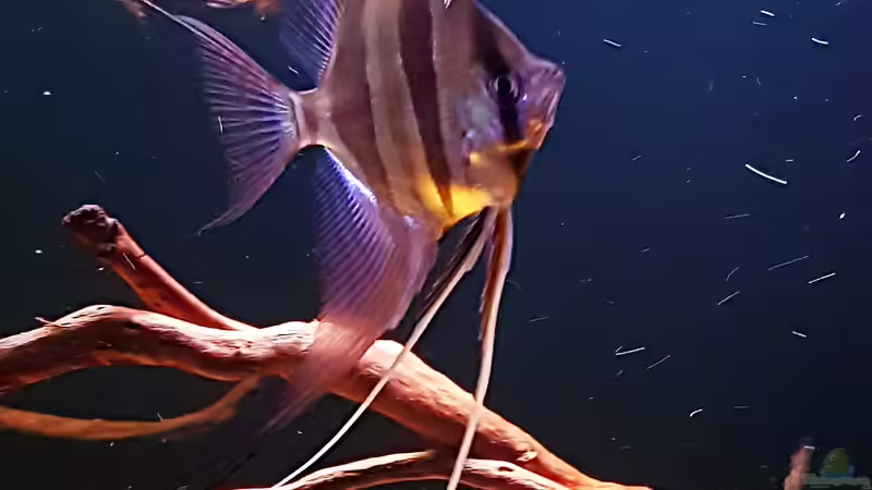 11.08.18 von Dani B (21)