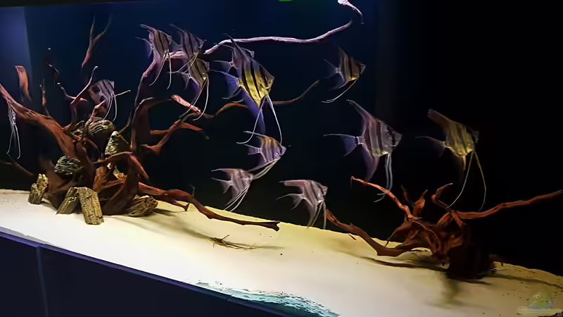 11.08.18 von Dani B (9)