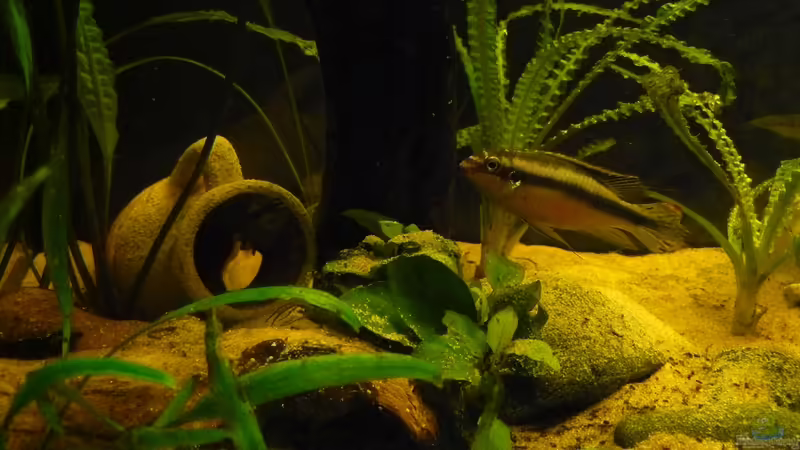 11.08.2010 von Romulus71 (30)