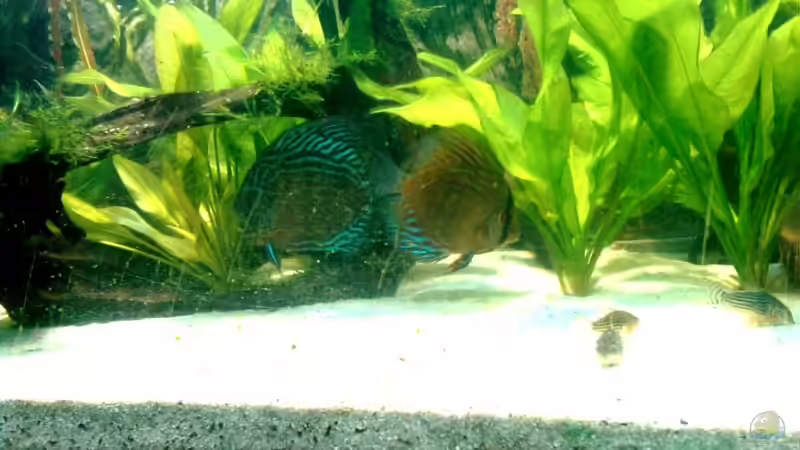 11.08 von Solitary (6)